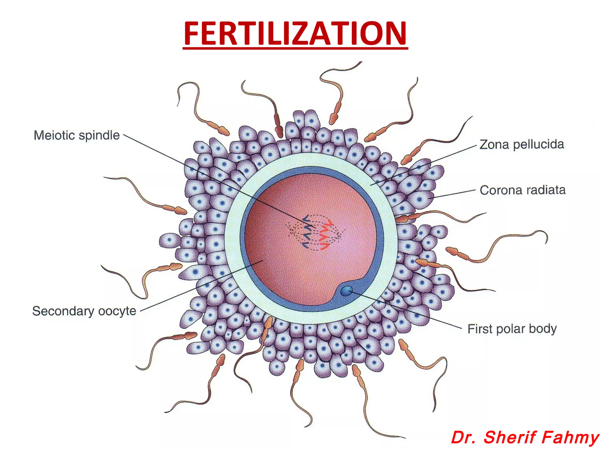 Fertilization Location Fertilization (General Embryology) | PPS