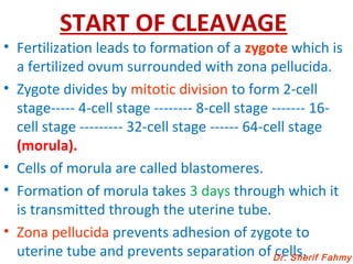 START OF CLEAVAGE
• Fertilization leads to formation of a zygote which is
a fertilized ovum surrounded with zona pellucida.
• Zygote divides by mitotic division to form 2-cell
stage----- 4-cell stage -------- 8-cell stage ------- 16-
cell stage --------- 32-cell stage ------ 64-cell stage
(morula).
• Cells of morula are called blastomeres.
• Formation of morula takes 3 days through which it
is transmitted through the uterine tube.
• Zona pellucida prevents adhesion of zygote to
uterine tube and prevents separation of cells.Dr. Sherif Fahmy
 