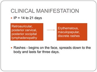 CLINICAL MANIFESTATIONIP = 14 to 21 daysRashes - begins on the face, spreads down to the body and lasts far three days.Retroauricular, posterior cervical, posterior occipital lymphadenopathyErythematous, maculopapular, discrete rashes