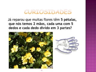 Já reparou que muitas flores têm 5 pétalas,
que nós temos 2 mãos, cada uma com 5
dedos e cada dedo divido em 3 partes?




                    15
 