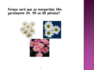 Porque será que as margaridas têm
geralmente 34, 55 ou 89 pétalas?




                   17
 