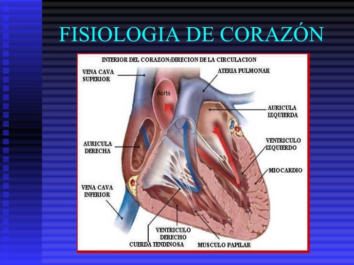 Fisiologia del corazon Fisiologia del corazon