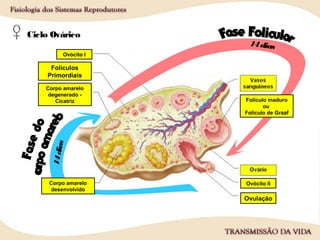 Ciclo Ovárico
Folículos
Primordiais
Ovócito II
Corpo amarelo
degenerado -
Cicatriz
Ovulação
14dias
14dias
Corpo amarelo
desenvolvido
Folículo maduro
ou
Folículo de Graaf
Ovócito I
 