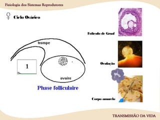 Folículo de Graaf
Ovulação
Ciclo Ovárico
Corpo amarelo
 