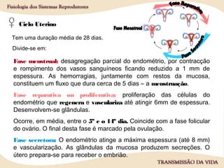 Ciclo Uterino
Fase menstrual: desagregação parcial do endométrio, por contracção
e rompimento dos vasos sanguíneos ficando reduzido a 1 mm de
espessura. As hemorragias, juntamente com restos da mucosa,
constituem um fluxo que dura cerca de 5 dias – a menstruação.
Fase reparativa ou proliferativa: proliferação das células do
endométrio que regenera e vasculariza até atingir 6mm de espessura.
Desenvolvem-se glândulas.
Ocorre, em média, entre o 5º e o 14º dia. Coincide com a fase folicular
do ovário. O final desta fase é marcado pela ovulação.
Fase secretora: O endométrio atinge a máxima espessura (até 8 mm)
e vascularização. As glândulas da mucosa produzem secreções. O
útero prepara-se para receber o embrião.
Divide-se em:
Tem uma duração média de 28 dias.
 
