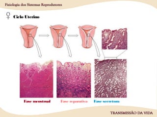 Ciclo Uterino
Fase menstrual Fase reparativa Fase secretora
 