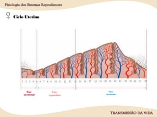 Ciclo Uterino
Fase
secretora
Fase
menstrual
Fase
reparativa
 