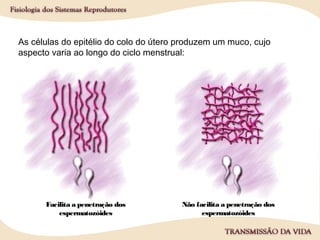 As células do epitélio do colo do útero produzem um muco, cujo
aspecto varia ao longo do ciclo menstrual:
Facilita a penetração dos
espermatozóides
Não facilita a penetração dos
espermatozóides
 