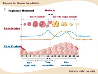 28 dias
Regulação Hormonal
Fase folicular
Ovulação
Fase do corpo amarelo
Ciclo Ovárico
Ciclo Uterino
Fase
menstrual
Fase
reparativa
Fase
secretora
14º dia
 
