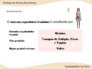 O sistema reprodutorfeminino é constituído por:
Gónadas ou glândulas
sexuais:
Vias genitais:
Órgão genital externo:
Ovários
Trompas de Falópio, Útero
e Vagina
Vulva
Relembrando…
 
