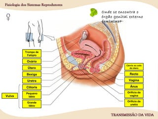 Bexiga Recto
Ânus
Uretra
Onde se encontram
as gónadas
femininas?
Vulva
Onde se encontram
as vias genitais
femininas?
Onde se encontra o
órgão genital externo
feminino?
1.
2.
4.
5.
6.
3. 7.
8.
9.
10.
Ovário
Trompa de
Falópio
Útero
Clítoris
Pequeno
lábio
Grande
lábio
Vagina
Cérvix ou colo
do útero
Orifício da
vagina
Orifício da
uretra
 