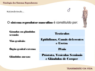 Relembrando…
O sistema reprodutormasculino é constituído por:
Gónadas ou glândulas
sexuais:
Vias genitais:
Órgão genital externo:
Glândulas anexas:
Testículos
Epidídimos, Canais deferentes
e Uretra
Pénis
Próstata, Vesículas Seminais
e Glândulas de Cowper
 