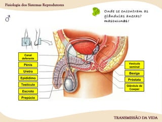 Onde se encontram
as gónadas
masculinas?
Onde se encontram as
vias genitais
masculinas?
Onde se encontra o
órgão genital externo
masculino?
1.
2.
4.
5.
6.
3.
Epidídimo
Testículo
Pénis
Canal
deferente
Uretra
Escroto
8.
10.
9.
Bexiga
Glândula de
Cowper
Próstata
Vesícula
seminal
Onde se encontram as
glândulas anexas?
7.Prepúcio
 