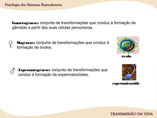 Gametogénese: conjunto de transformações que conduz à formação de
gâmetas a partir das suas células percursoras.
Oogénese: conjunto de transformações que conduz à
formação de óvulos.
Espermatogénese: conjunto de transformações que
conduz à formação de espermatozóides.
espermatozóide
óvulo
 