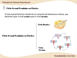 Ciclo Sexual Feminino ou Éstrico
O ciclo sexual feminino resulta de um conjunto de fenómenos cíclicos, que
decorrem quer a nível ovárico quer a nível uterino.
Ciclo Sexual Feminino ou Éstrico
Ciclo Ovárico
Ciclo
Uterino
 