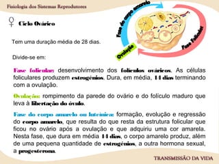 Ciclo Ovárico
Fase folicular: desenvolvimento dos folículos ováricos. As células
foliculares produzem estrogénios. Dura, em média, 14 dias terminando
com a ovulação.
Ovulação: rompimento da parede do ovário e do folículo maduro que
leva à libertação do óvulo.
Fase do corpo amarelo ou luteínica: formação, evolução e regressão
do corpo amarelo, que resulta do que resta da estrutura folicular que
ficou no ovário após a ovulação e que adquiriu uma cor amarela.
Nesta fase, que dura em média 14 dias, o corpo amarelo produz, além
de uma pequena quantidade de estrogénios, a outra hormona sexual,
a progesterona.
Tem uma duração média de 28 dias.
Divide-se em:
 