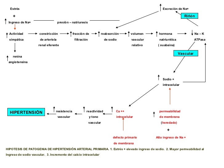 2. fisiopatologia hta 2. fisiopatologia hta