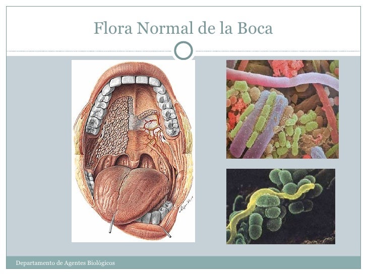 2. flora normal del cuerpo humano