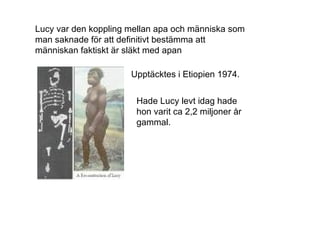 Lucy var den koppling mellan apa och människa som man saknade för att definitivt bestämma att människan faktiskt är släkt med apan Upptäcktes i Etiopien 1974. Hade Lucy levt idag hade hon varit ca 2,2 miljoner år gammal. 