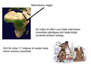 Människans vagga En miljon år efter Lucy hade människan utvecklats ytterligare och hade börjat använda enklare verktyg Och för cirka 1.7 miljoner år sedan hade  Homo erectus utvecklats 