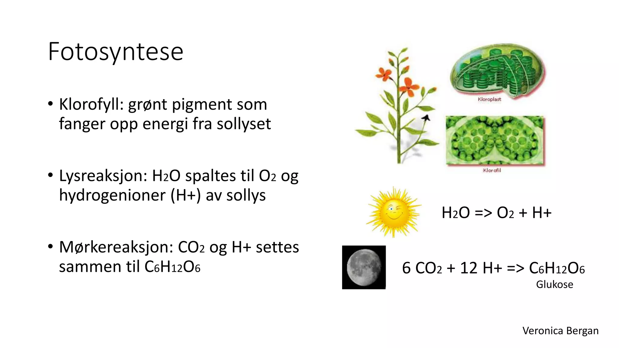 2 Fotosyntese Og Celle nding Kap 1 I Tellus 10 Aschehoug PPTX 2-fotosyntese-og-celle-nding-kap-1-i-tellus-10-aschehoug-pptx