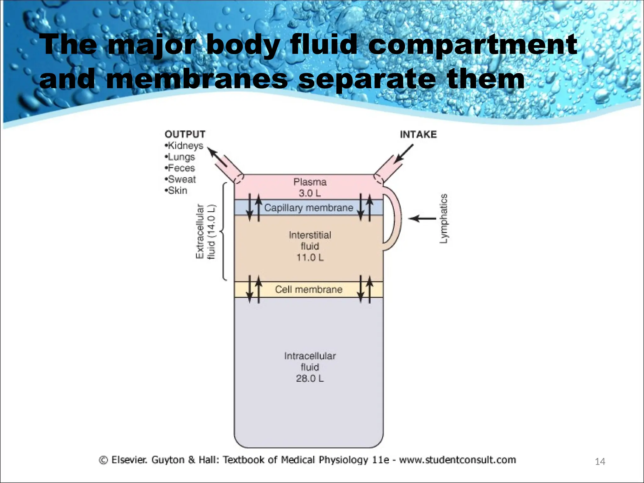 The major body fluid compartment
and membranes separate them
14
 