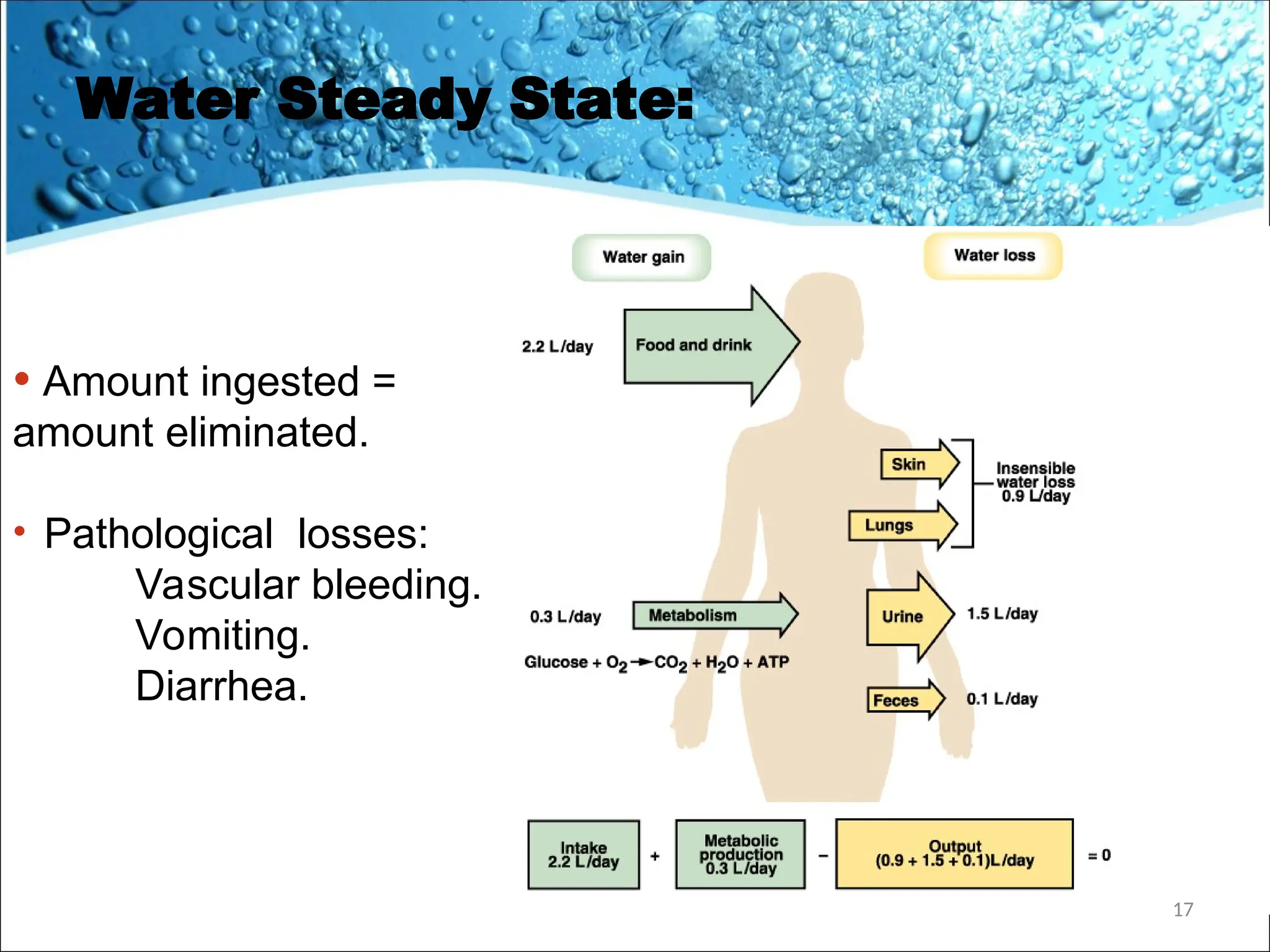 Water Steady State:
• Amount ingested =
amount eliminated.
• Pathological losses:
Vascular bleeding.
Vomiting.
Diarrhea.
17
 