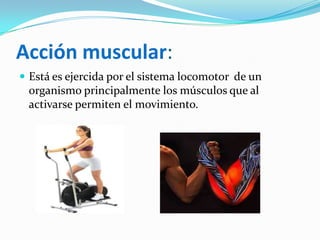 Acción muscular:
Está es ejercida por el sistema locomotor de un
organismo principalmente los músculos que al
activarse permiten el movimiento.