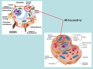 Mitocondris
 