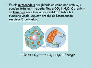 • Èn els mitocondris els glúcids es combinen amb O2 i
  queden totalment reduïts fins a CO2 i H2O. Obtenint-
  se l’energia necessaria per realitzar totes les
  funcions vitals. Aquest procès és l’anomenada
  respiració cel·lular.




          Glúcids + O2     CO2 + H2O + Energia
 