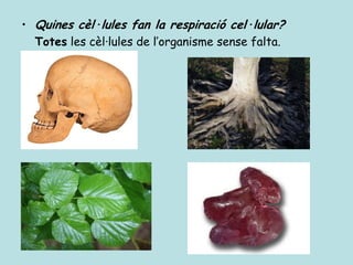 • Quines cèl·lules fan la respiració cel·lular?
  Totes les cèl·lules de l’organisme sense falta.
 