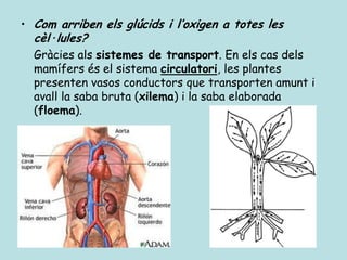 • Com arriben els glúcids i l’oxigen a totes les
  cèl·lules?
  Gràcies als sistemes de transport. En els cas dels
  mamífers és el sistema circulatori, les plantes
  presenten vasos conductors que transporten amunt i
  avall la saba bruta (xilema) i la saba elaborada
  (floema).
 