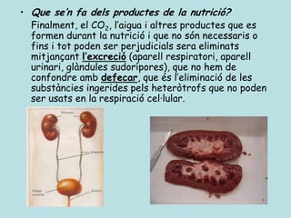 • Que se’n fa dels productes de la nutrició?
  Finalment, el CO2, l’aigua i altres productes que es
  formen durant la nutrició i que no són necessaris o
  fins i tot poden ser perjudicials sera eliminats
  mitjançant l’excreció (aparell respiratori, aparell
  urinari, glàndules sudorípores), que no hem de
  confondre amb defecar, que és l’eliminació de les
  substàncies ingerides pels heteròtrofs que no poden
  ser usats en la respiració cel·lular.
 