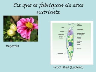 Els que es fabriquen els seus
              nutrients




Vegetals




                    Proctistes (Euglena)
 