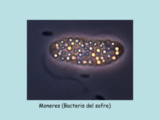Moneres (Bacteris del sofre)
 