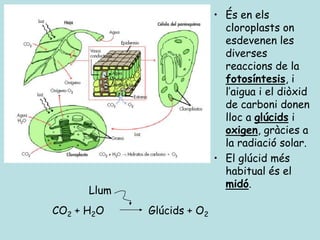 • És en els
                              cloroplasts on
                              esdevenen les
                              diverses
                              reaccions de la
                              fotosíntesis, i
                              l’aigua i el diòxid
                              de carboni donen
                              lloc a glúcids i
                              oxigen, gràcies a
                              la radiació solar.
                            • El glúcid més
                              habitual és el
                              midó.
      Llum
CO2 + H2O    Glúcids + O2
 