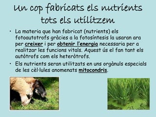 Un cop fabricats els nutrients
       tots els utilitzem
• La materia que han fabricat (nutrients) els
  fotoautotrofs gràcies a la fotosíntesis la usaran ara
  per creixer i per obtenir l’energia necessaria per a
  realitzar les funcions vitals. Aquest ús el fan tant els
  autòtrofs com els heteròtrofs.
• Els nutrients seran utilitzats en uns orgànuls especials
  de les cèl·lules anomenats mitocondris.
 