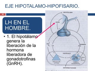 EJE HIPOTALAMO-HIPOFISARIO.
LH EN EL
HOMBRE.
• 1. El hipotálamo
genera la
liberación de la
hormona
liberadora de
gonadotrofinas
(GnRH).
49
 