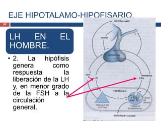 EJE HIPOTALAMO-HIPOFISARIO.
LH EN EL
HOMBRE.
• 2. La hipófisis
genera como
respuesta la
liberación de la LH
y, en menor grado
de la FSH a la
circulación
general.
50
 