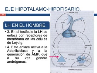 EJE HIPOTALAMO-HIPOFISARIO.
LH EN EL HOMBRE.
• 3. En el testículo la LH se
enlaza con receptores de
membrana en las células
de Leydig.
• 4. Este enlace activa a la
Adenilciclasa y a la
generación de AMP, que
a su vez genera
andrógenos.
51
 