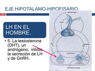 EJE HIPOTALAMO-HIPOFISARIO.
LH EN EL
HOMBRE.
• 5. La testosterona
(DHT), un
andrógeno, inhibe
la secreción de LH
y de GnRH.
52
 
