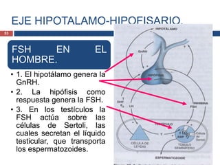 EJE HIPOTALAMO-HIPOFISARIO.
FSH EN EL
HOMBRE.
• 1. El hipotálamo genera la
GnRH.
• 2. La hipófisis como
respuesta genera la FSH.
• 3. En los testículos la
FSH actúa sobre las
células de Sertoli, las
cuales secretan el líquido
testicular, que transporta
los espermatozoides.
53
 