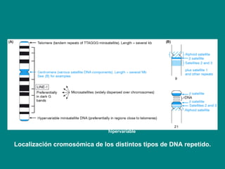 organizacion del genoma procariotico y eucariotico | PPT