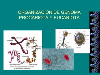 ORGANIZACIÓN DE GENOMA
PROCARIOTA Y EUCARIOTA
 