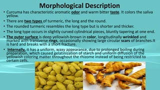 Morphological Description
• Curcuma has characteristic aromatic odor and warm bitter taste. It colors the saliva
yellow.
• There are two types of turmeric, the long and the round.
• The rounded turmeric resembles the long type but is shorter and thicker.
• The long type occurs in slightly curved cylindrical pieces, bluntly tapering at one end.
• The outer surface is deep yellowish-brown in color, longitudinally wrinkled and
marked with transverse rings, occasionally showing large circular scars of branches.It
is hard and breaks with a short fracture.
• Internally, it has a uniform, waxy appearance, due to prolonged boiling during
preparation, which caused gelatinization of starch and uniform diffusion of the
yellowish coloring matter throughout the rhizome instead of being restricted to
certain cells.
 