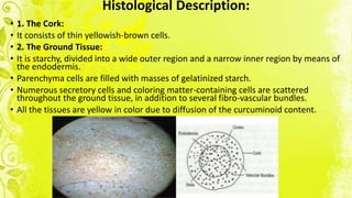 Histological Description:
• 1. The Cork:
• It consists of thin yellowish-brown cells.
• 2. The Ground Tissue:
• It is starchy, divided into a wide outer region and a narrow inner region by means of
the endodermis.
• Parenchyma cells are filled with masses of gelatinized starch.
• Numerous secretory cells and coloring matter-containing cells are scattered
throughout the ground tissue, in addition to several fibro-vascular bundles.
• All the tissues are yellow in color due to diffusion of the curcuminoid content.
 