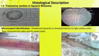 Histological Description
• I- Transverse section in liquoric Rhizome:
Microscopical Identification : Powdered Liquorice is characterized by its light yellow color,
faint characteristic odor and its sweet taste.
 