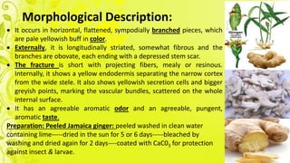 Morphological Description:
 It occurs in horizontal, flattened, sympodially branched pieces, which
are pale yellowish buff in color.
 Externally, it is longitudinally striated, somewhat fibrous and the
branches are obovate, each ending with a depressed stem scar.
 The fracture is short with projecting fibers, mealy or resinous.
Internally, it shows a yellow endodermis separating the narrow cortex
from the wide stele. It also shows yellowish secretion cells and bigger
greyish points, marking the vascular bundles, scattered on the whole
internal surface.
 It has an agreeable aromatic odor and an agreeable, pungent,
aromatic taste.
Preparation: Peeled Jamaica ginger: peeled washed in clean water
containing lime-----dried in the sun for 5 or 6 days-----bleached by
washing and dried again for 2 days----coated with CaC03 for protection
against insect & larvae.
 