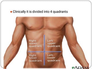  Clinically it is divided into 4 quadrants
 