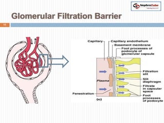 Glomerular Filtration Barrier
11
 